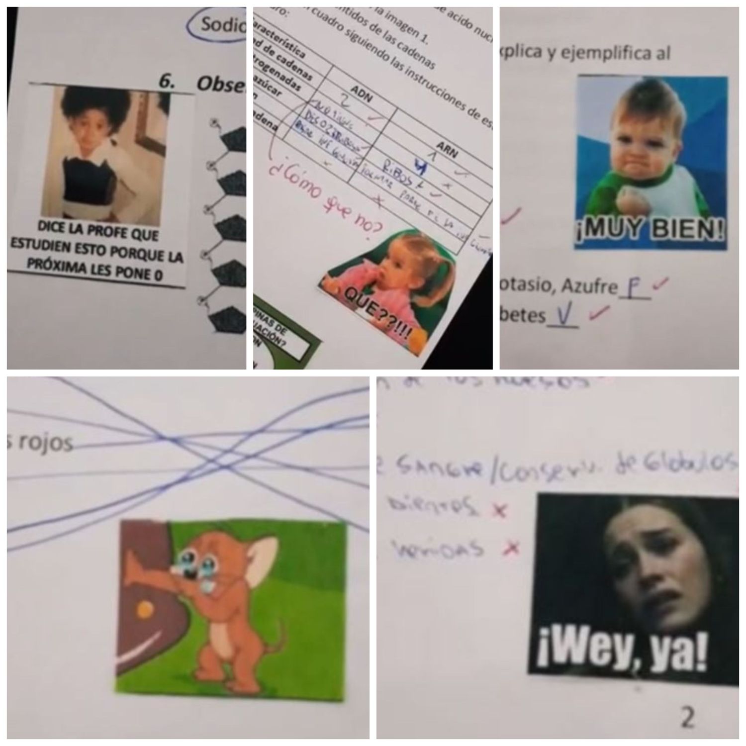 Profe corrige con memes