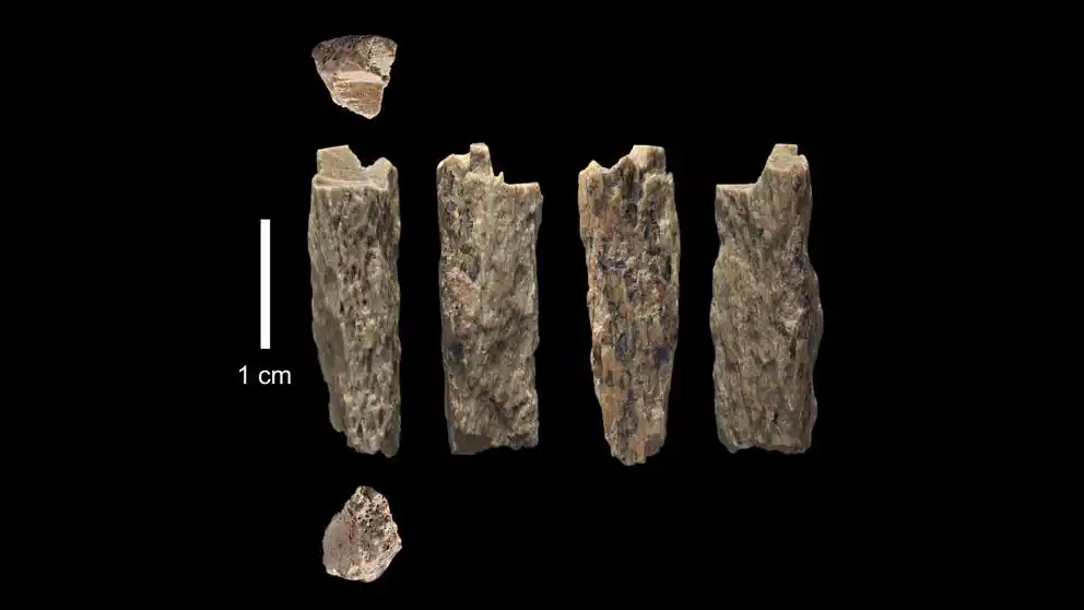 Descubierta la primera humana fruto del sexo entre dos especies distintas