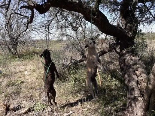 Denuncian brutal matanza de perros en Concepción del Uruguay