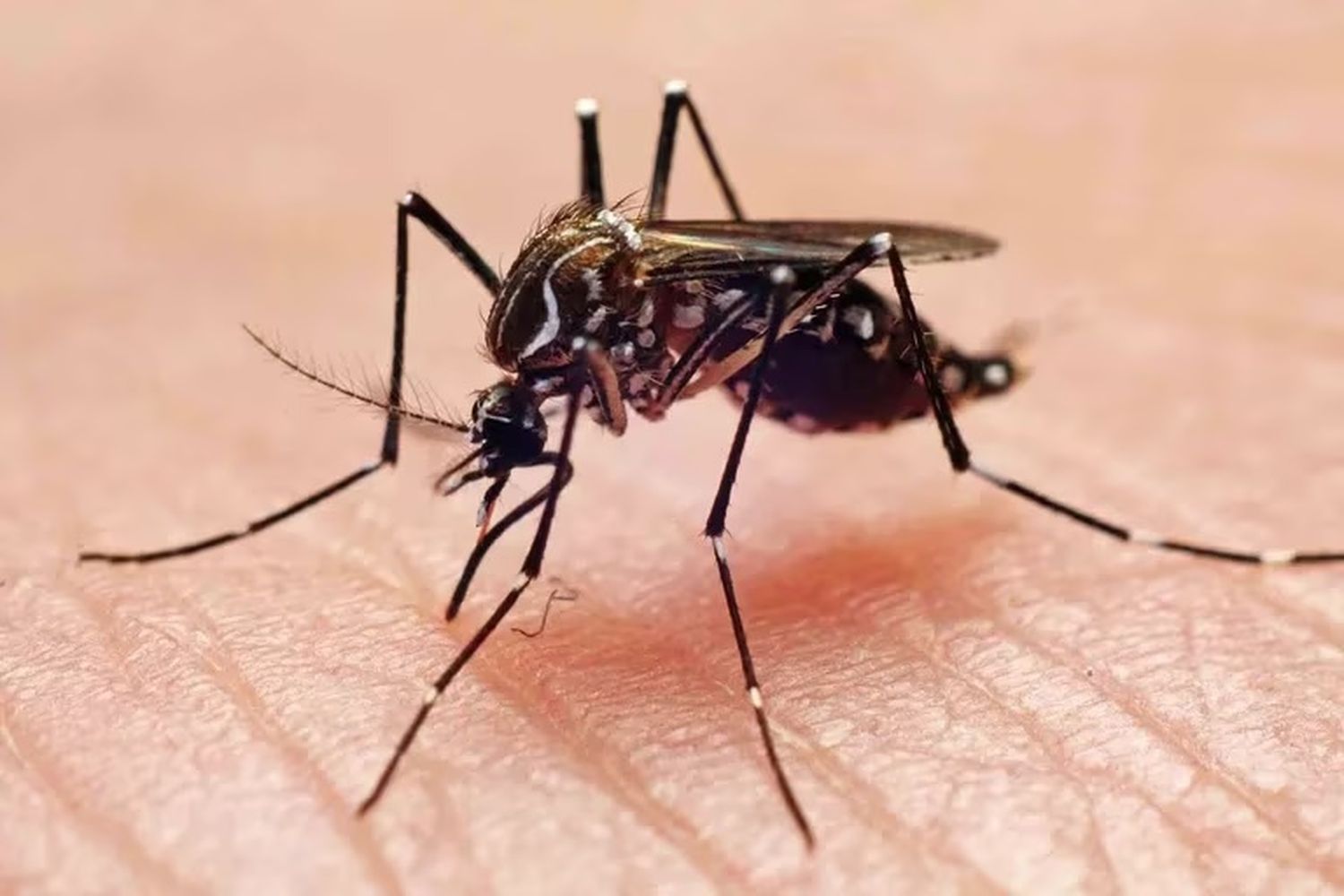 Dengue: por qué no hay que bajar la guardia aunque baje la temperatura