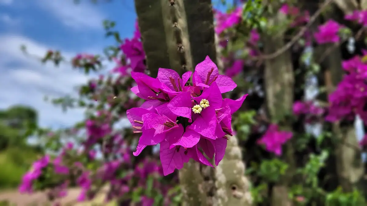 planta santa rita - 3