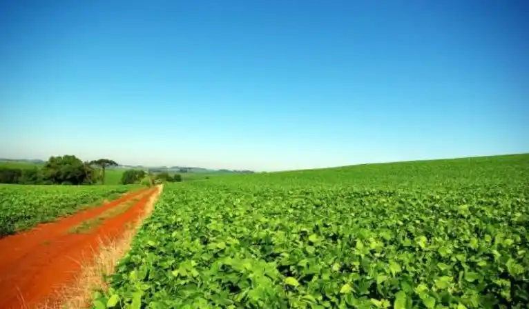 Brasil ha sepultado a sus rivales en materia de producción de soja. Nada volverá a ser como era.