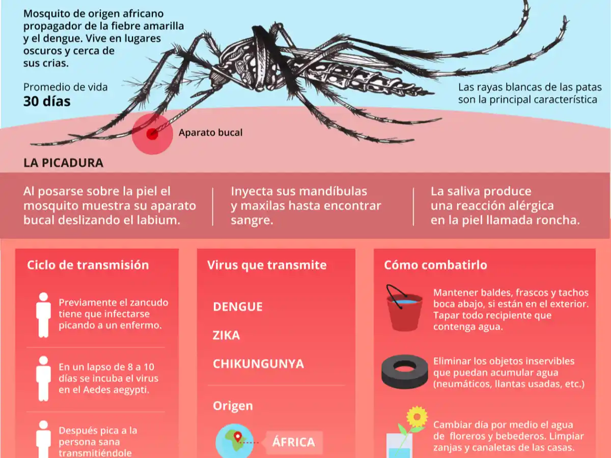 Detectan un caso de dengue y otro de chikungunya en Córdoba