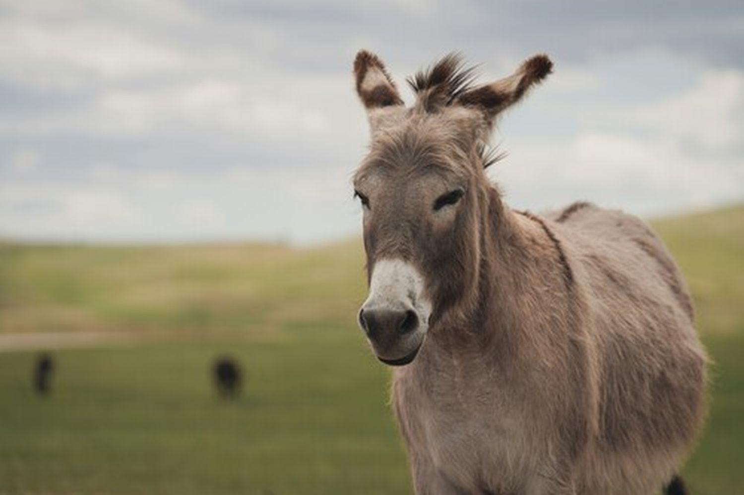 Burro maltratado se las cobra: mordió y arrastró al dueño (+Video)