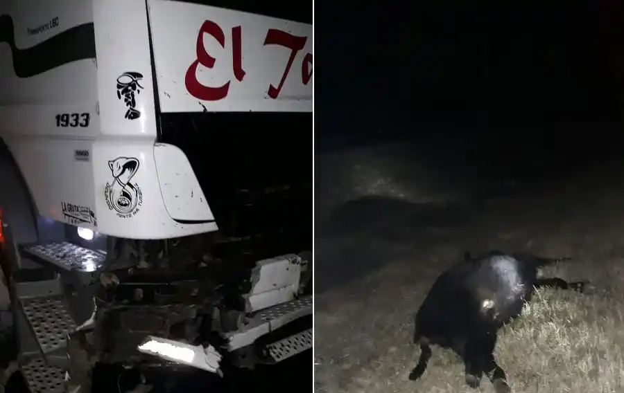 Un camión impactó contra terneros que estaban sueltos en la ruta