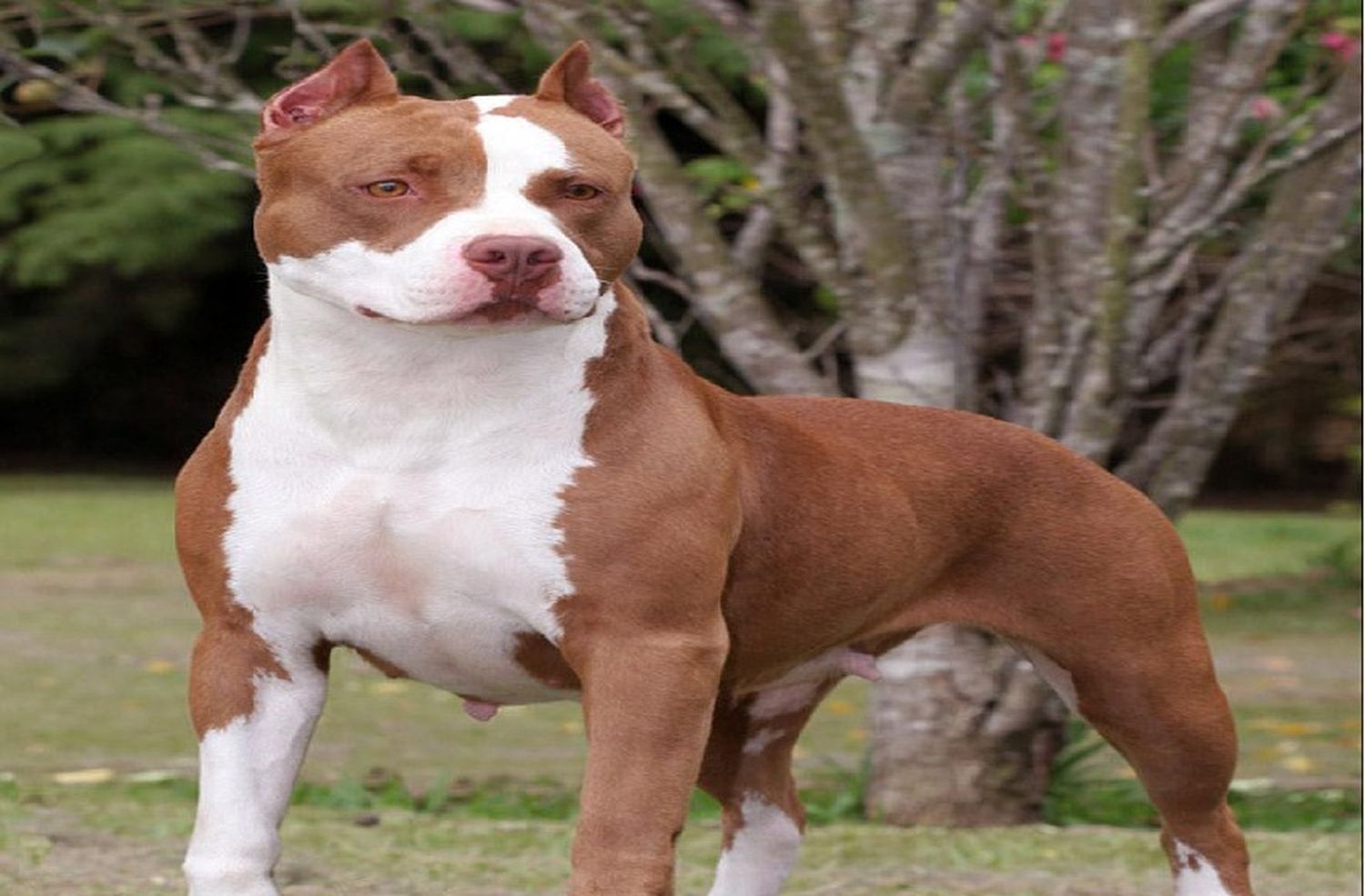 “No existe el perro malo»