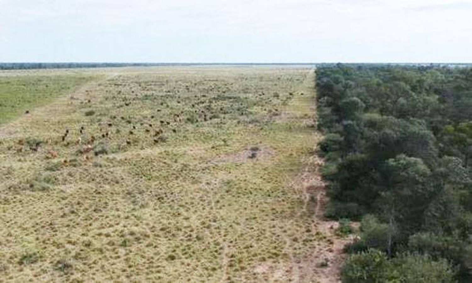 Deforestación, epidemias y pandemias