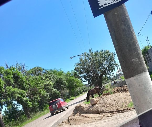 Caballos sueltos en Ruta 191