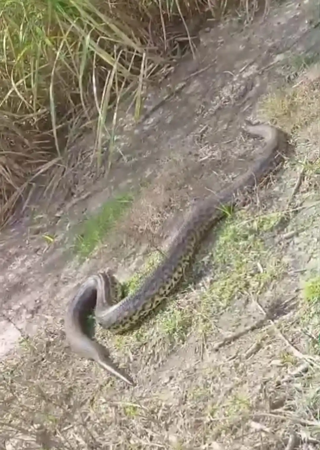 Impactante: apareció una anaconda en Uruguay y lograron captarla en video