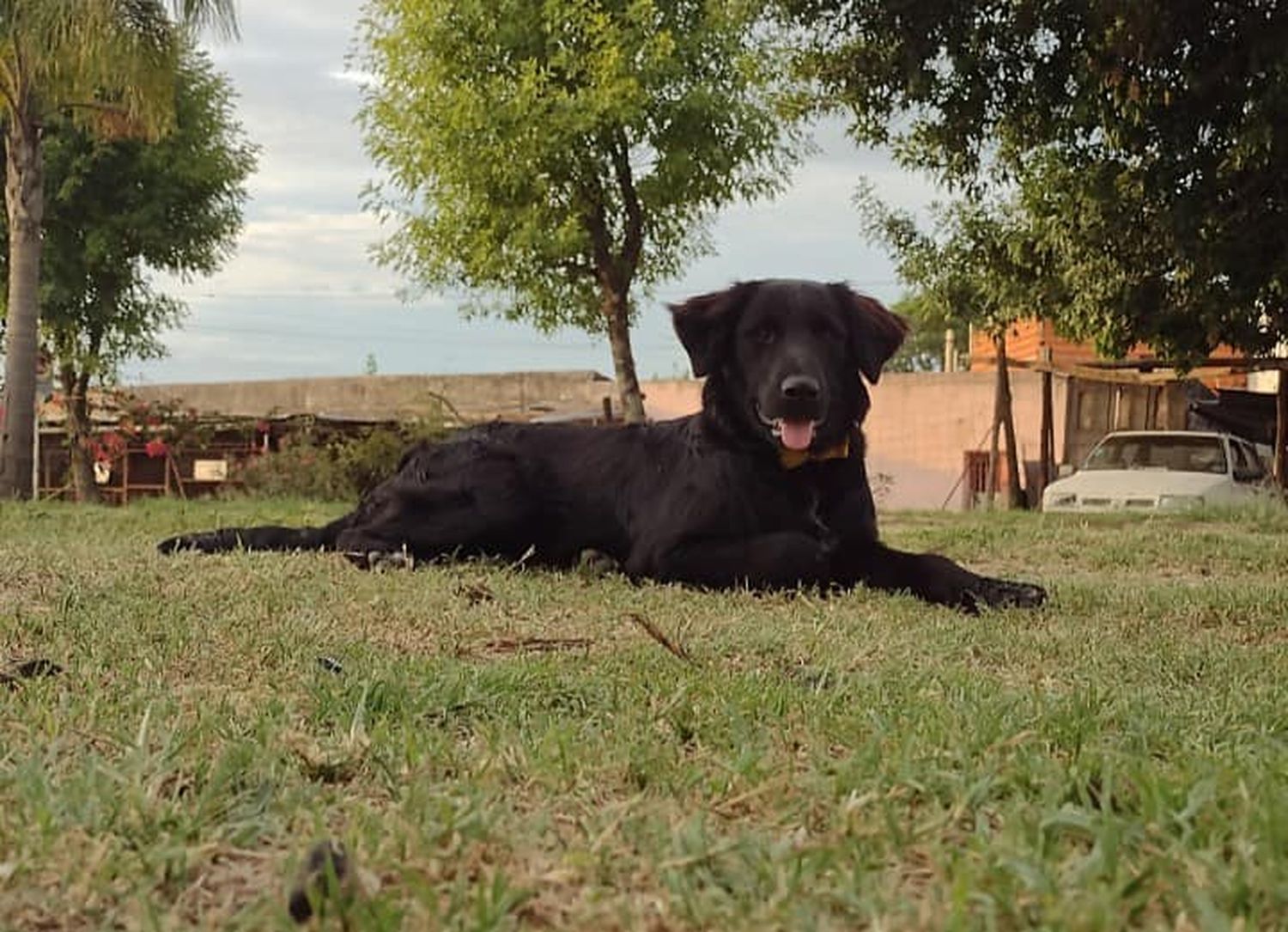 Perro baleado sin motivo en Cinco Esquinas