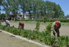 El Municipio continúa con la plantación de  árboles en diferentes zonas de la ciudad
