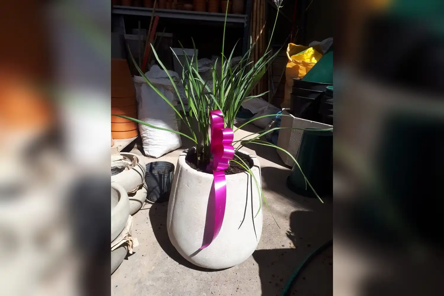 Una maceta de Estudio de Jardinería y una palmera pindó o un lapacho para premiar a los vecinos prolijos.