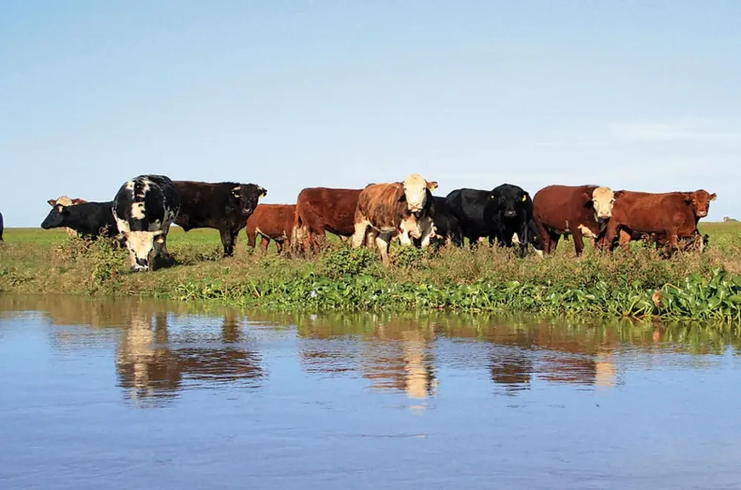 Delta: detectan 16.000 vacunos sobre tierras fiscales