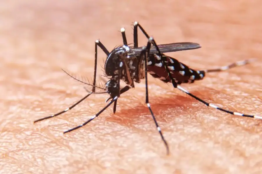 Cuáles son los colores de ropa que más atraen a los mosquitos