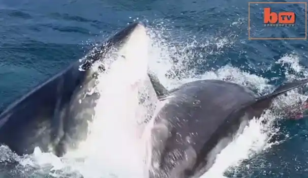 Impresionante: Un pescador registró el ataque de un tiburón blanco a otro