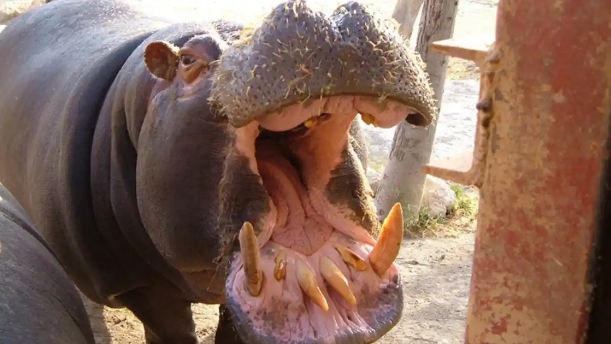¡MILAGRO! Un hipopótamo se tragó a un niño de dos años, lo escupió y quedó vivo