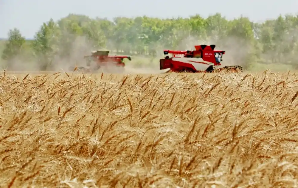 Trigo: esperan una cosecha histórica, con claroscuros en la provincia por las inundaciones