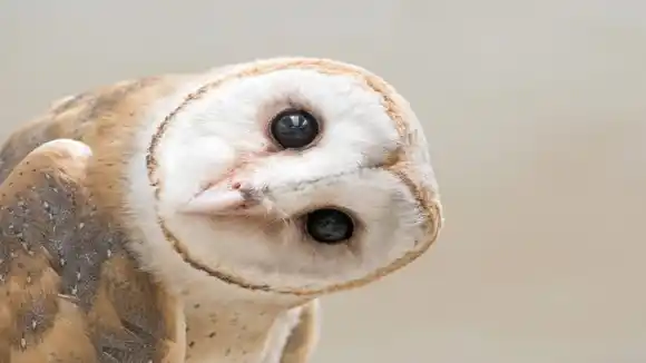 UN BÚHO POSEÍDO POR LA FE sorprende a feligreses cuando baila al ritmo de los cantos religiosos (+ Video)