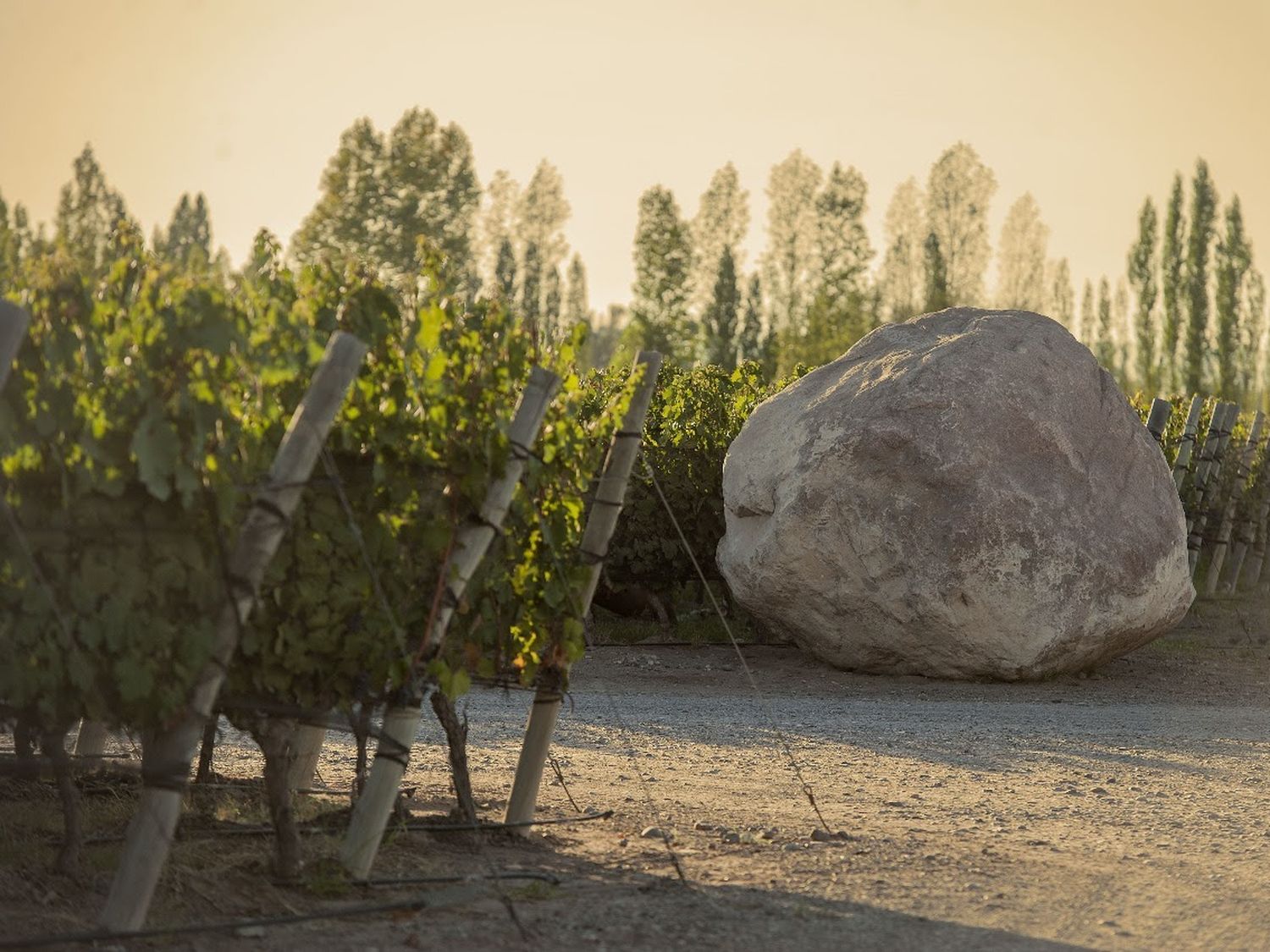 Zuccardi