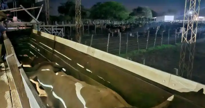 Comandante Fontana: secuestraron 361 vacunos por irregularidades sanitarias y documentales