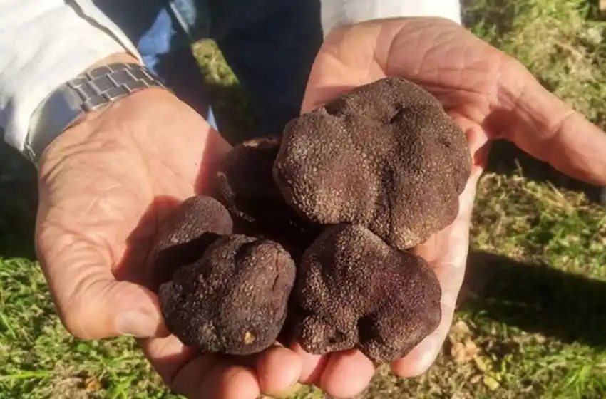 Lograron cosechar casi dos kilos de trufas negras en Río Negro