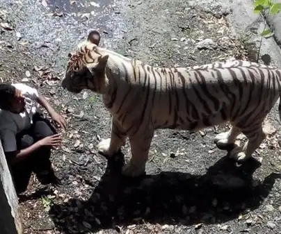 Un tigre blanco atacó y mató a un turista en el zoológico de Nueva Delhi