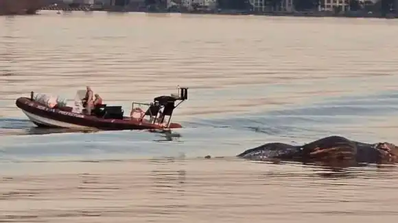 Apareció una ballena en el Río Paraná y creen que está agonizando