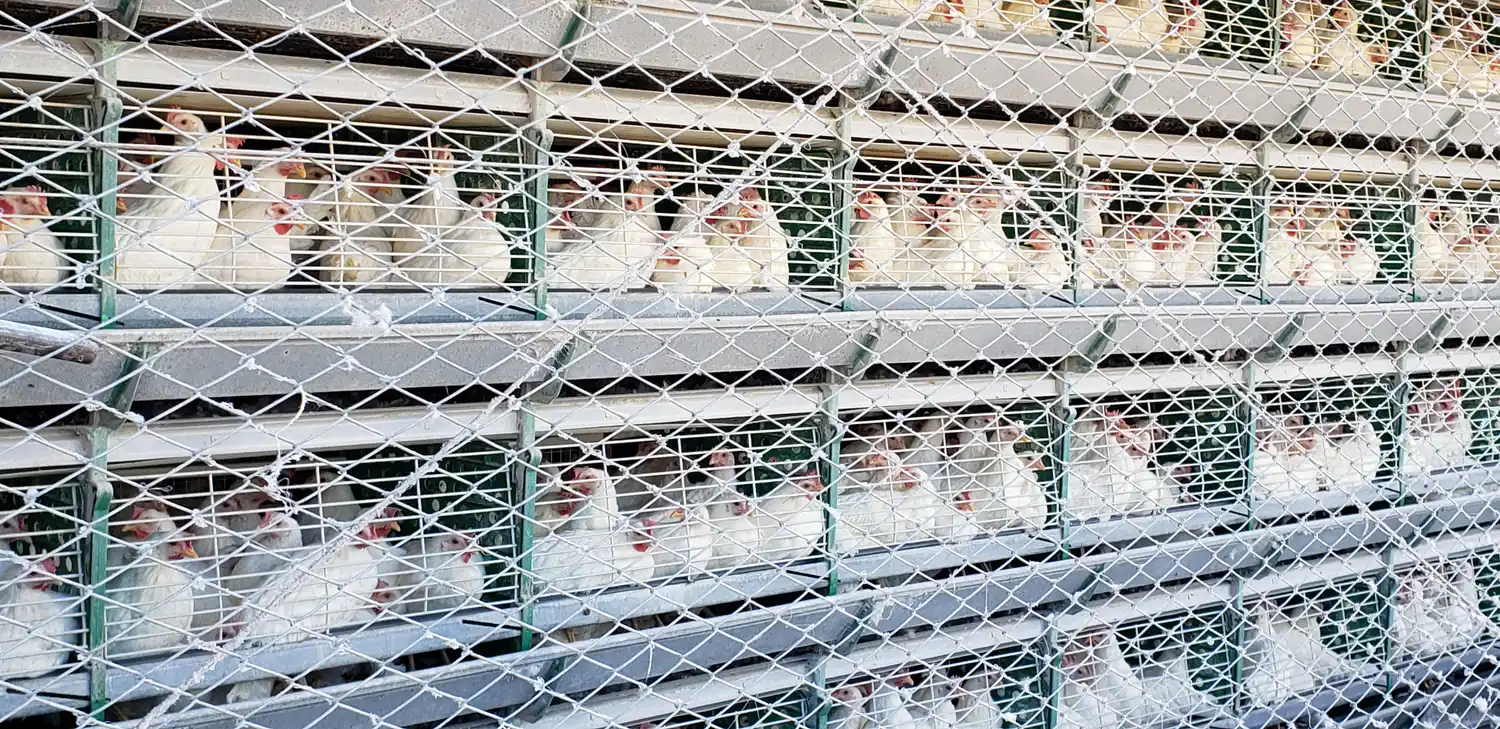 Día del Avicultor: “Hablar de Fiesta de la Avicultura hoy, sería una falta de respeto”