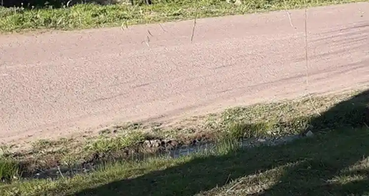 “La orden es secuestrar todos los caballos sueltos”