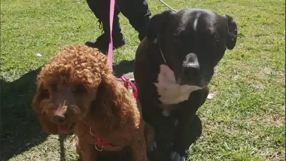 Al rayo del sol y sin agua: rescataron dos perros encerrados en un auto, en la ciudad de Rosario
