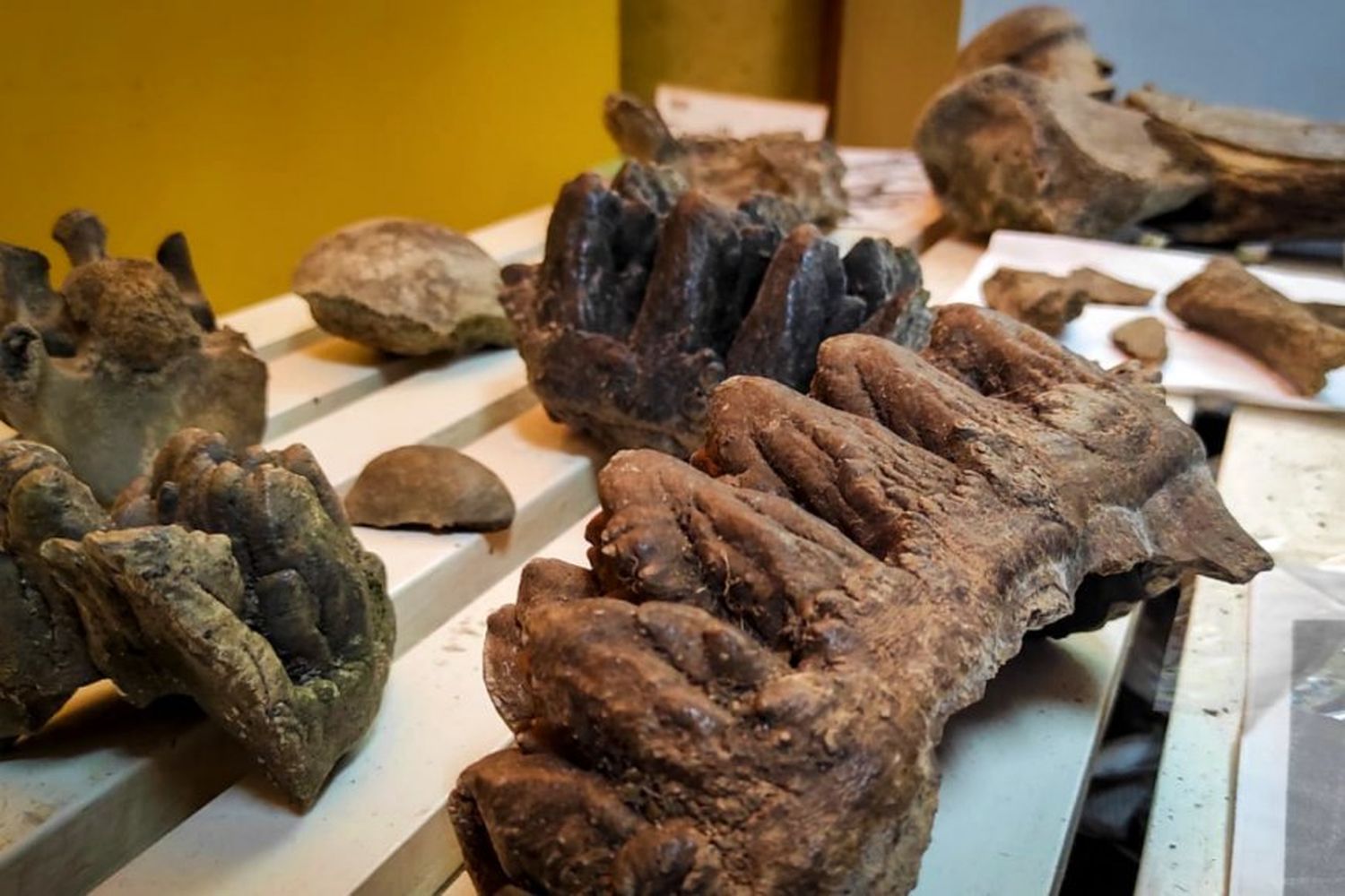 Museo entrerriano incorpora un molar de mastodonte y el paladar de un perezoso gigante