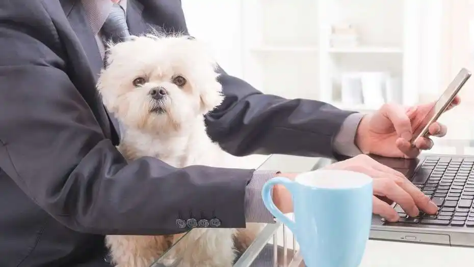 Mascotas en el trabajo: menos estrés y más productividad