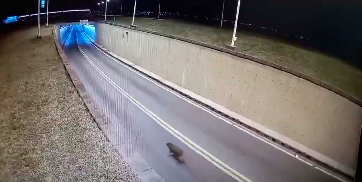 El animal paseaba tranquilo por la ruta, en el acceso al túnel del lado santafesino.