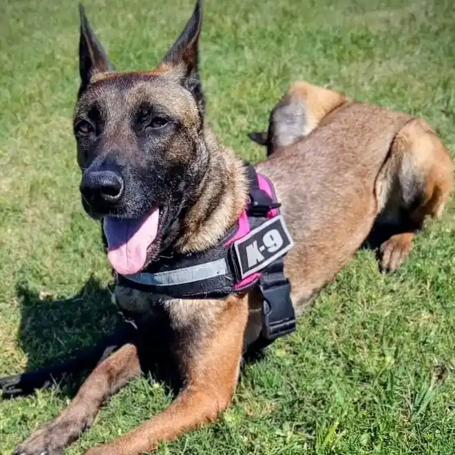 K9 Gualeguay: compromiso solidario, capacitación y trabajo en el rescate con perros