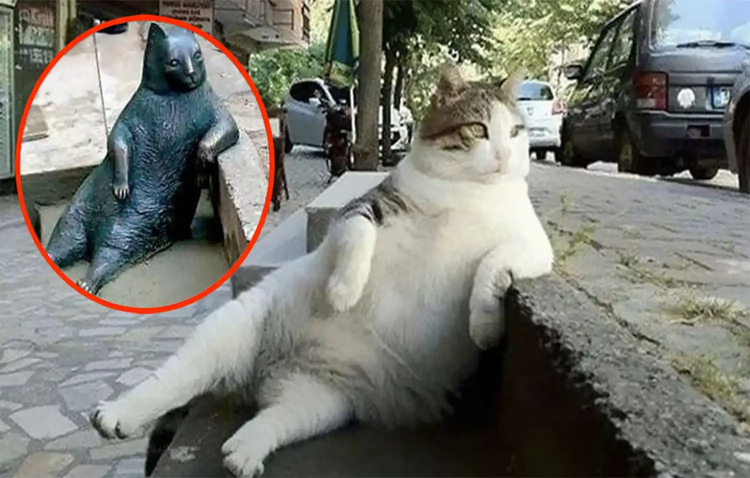 El Gato más famoso de Turquía