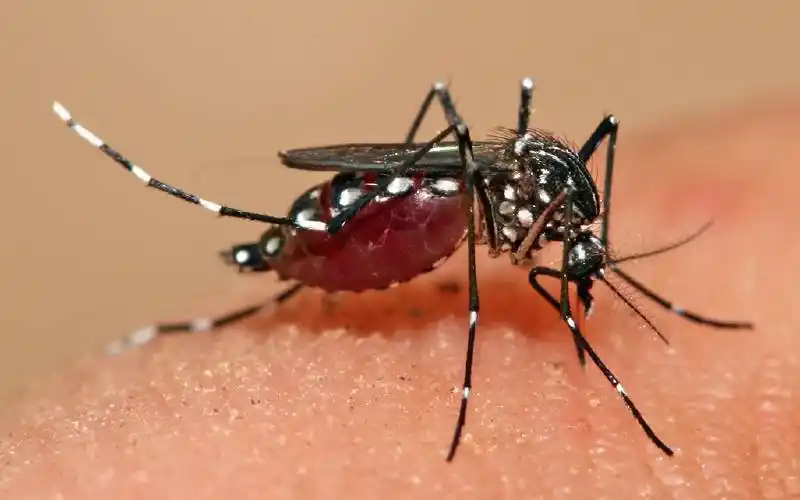 En Paraná hubo confirmación de 35 casos de dengue