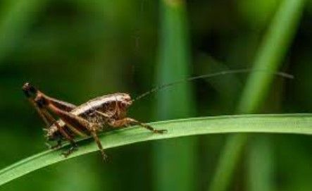 Acheta domesticus, una de las más conocidas y consumidas.