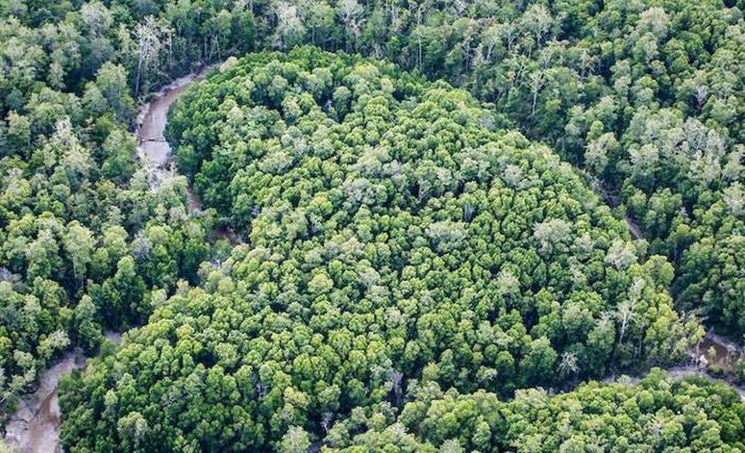 La pandemia no nos traerá  un planeta más verde