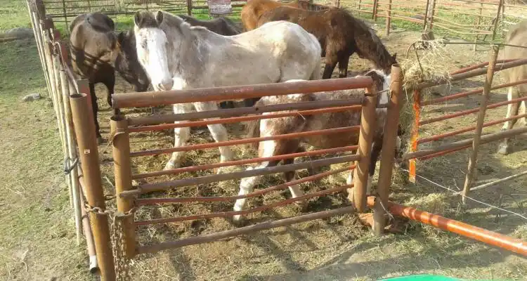 Caballos sueltos: Hay 8 secuestrados y advierten que pueden ser faenados si los dueños no aparecen