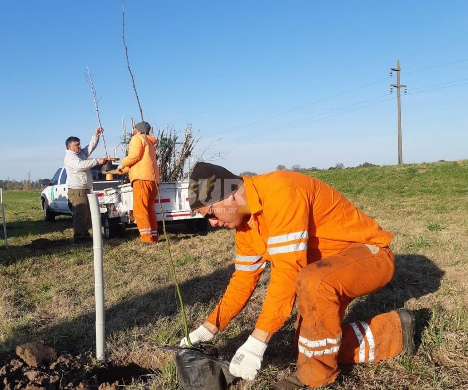 Forestación en rutas y caminos: más árboles para el sur santafesino