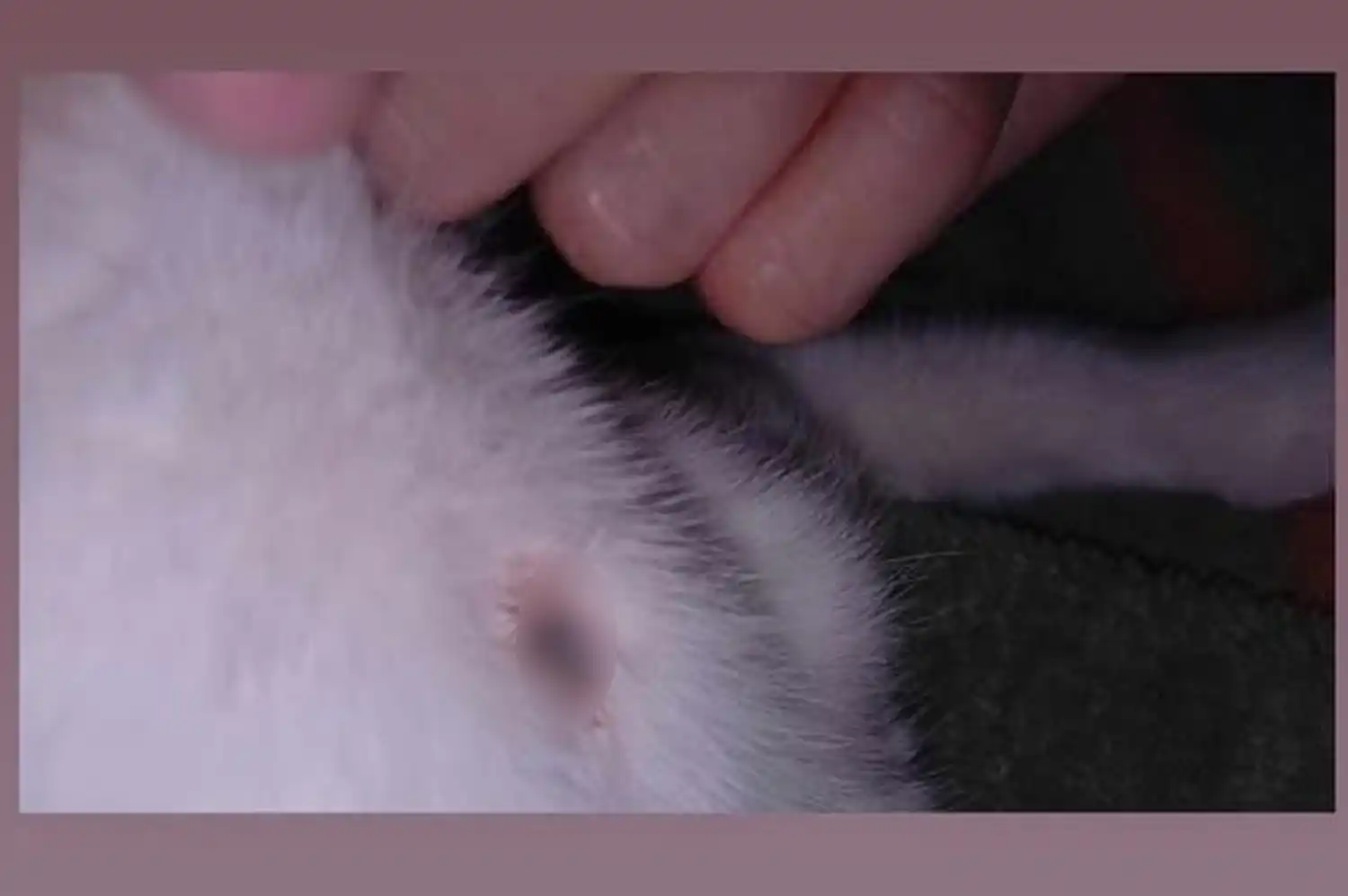 "Hay una persona tirando balinazos a los gatos", preocupación entre los vecinos por sus mascotas