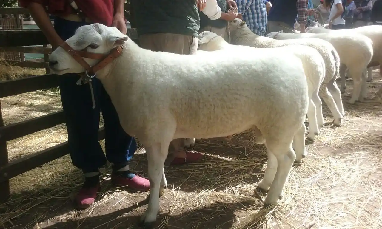 Creció un 16% la producción de carne ovina en la Provincia de Buenos Aires