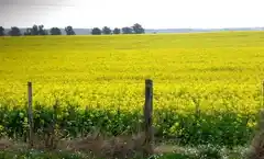 Condición del área de colza y carinata en Entre Ríos