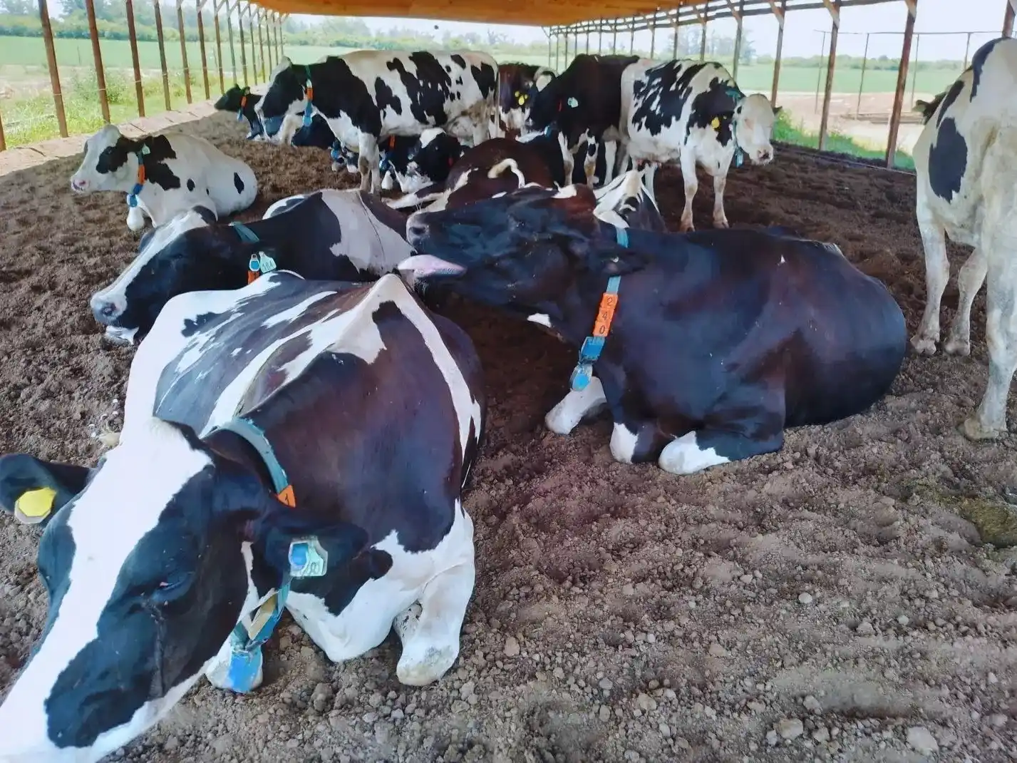 Sensores de precisión permiten detectar de manera temprana el estrés térmico en vacas lecheras.