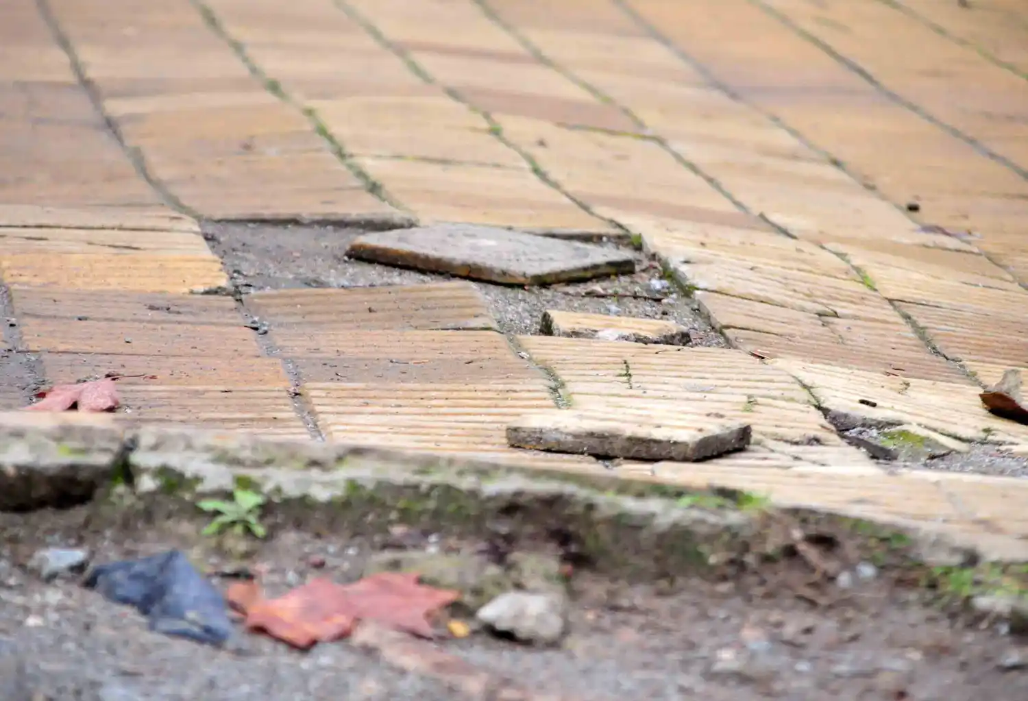 Destinarán 44 millones de pesos para comprar losetas tipo vainilla para reparar veredas de avenida Colón