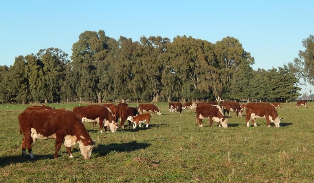 El IPCVA, el INTI y el INTA estudiarán el impacto ambiental de la carne