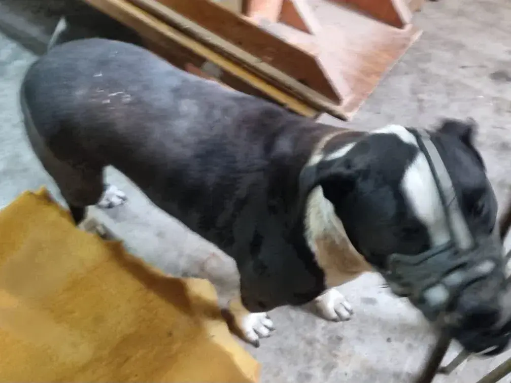 Buenas noticias: apareció el dueño del pitbull encontrado en Rafaela y recuperó a su mascota