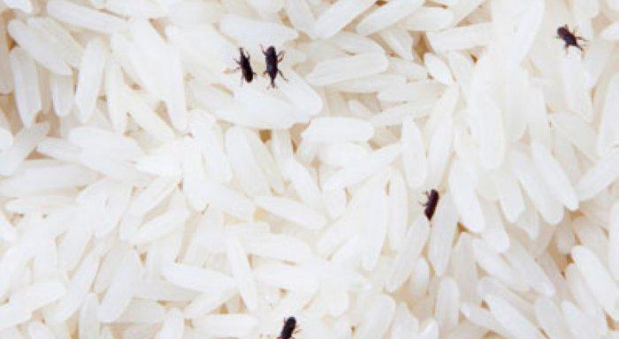 Repartieron arroz con gorgojos en Santiago del Estero