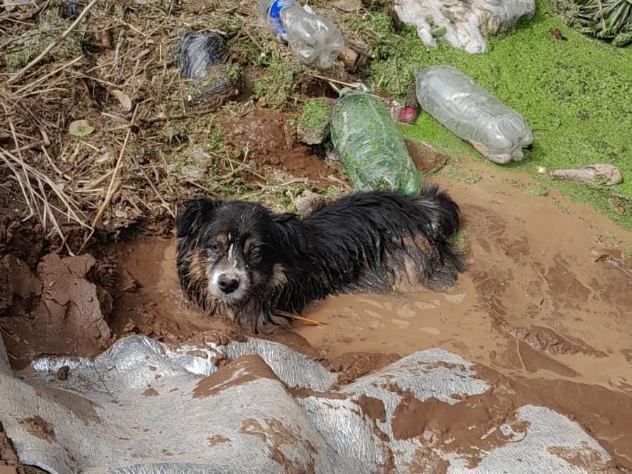 rescate perro - 3