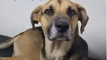 El hecho ocurrió en el Hospital de Urgencias, donde el animal había llegado acompañando a su dueño.